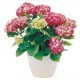 Plantas de anthurium rojo en la cesta