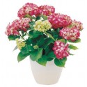 Planta de hortensia rosa