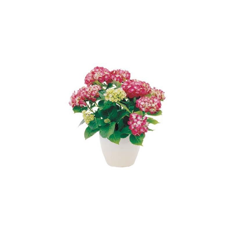 Plantas de anthurium rojo en la cesta