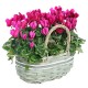 Cesto di cilcamini  rosa e fuxia