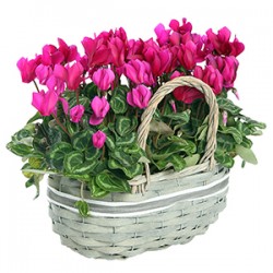 Cesto di cilcamini  rosa e fuxia