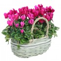 Cesto di cilcamini rosa e fuxia