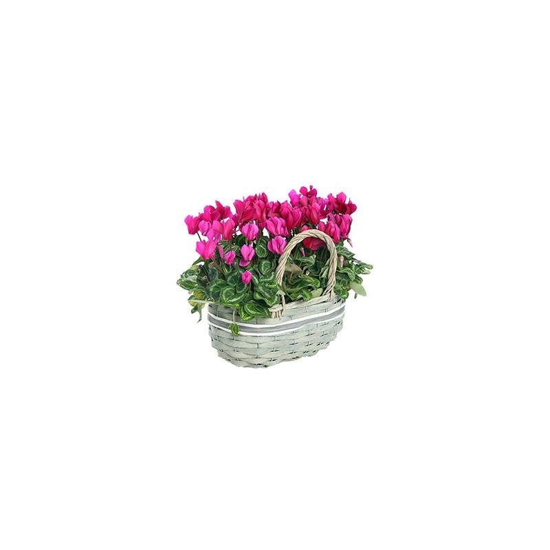 Cesto di cilcamini  rosa e fuxia