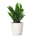 Planta zamioculcas en un vaso blanco 
