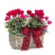 Cesta de cyclamen 