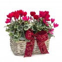 Cesta de cyclamen 