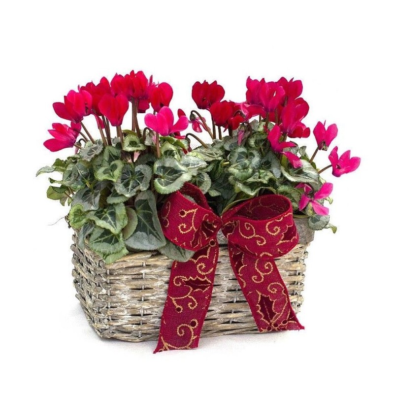 Cesta de cyclamen 