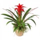 Guzmania rossa in cesto