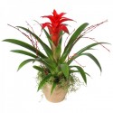 Guzmania rossa in vaso