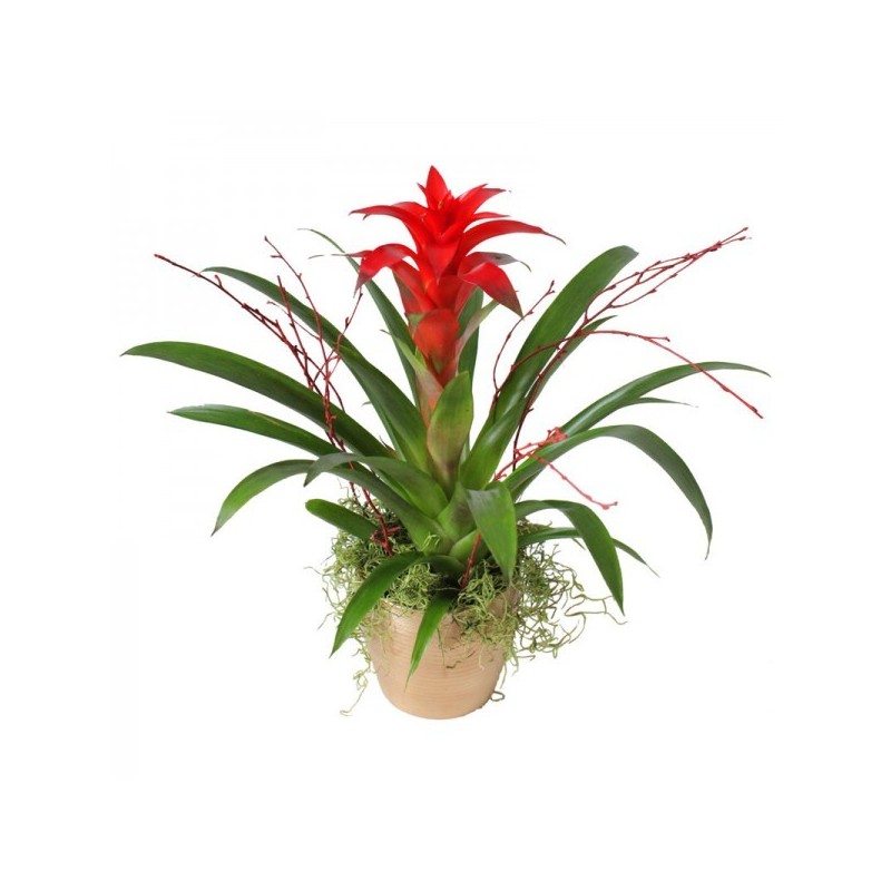 Guzmania rossa in cesto