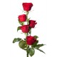 5 Rosas rojas en la casilla 