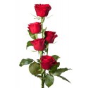 5 Rosas rojas en la casilla 