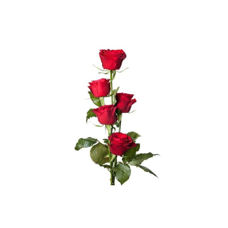 5 Rosas rojas en la casilla 
