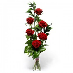 6 Rose rosse in confezione 