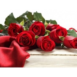 7 Rose rosse in confezione 