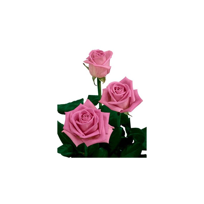3 Rosa rosa