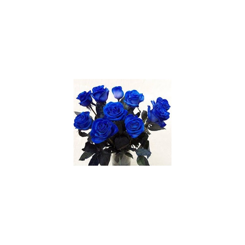 6 Roses Bleues
