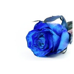 1 Rosa Blu