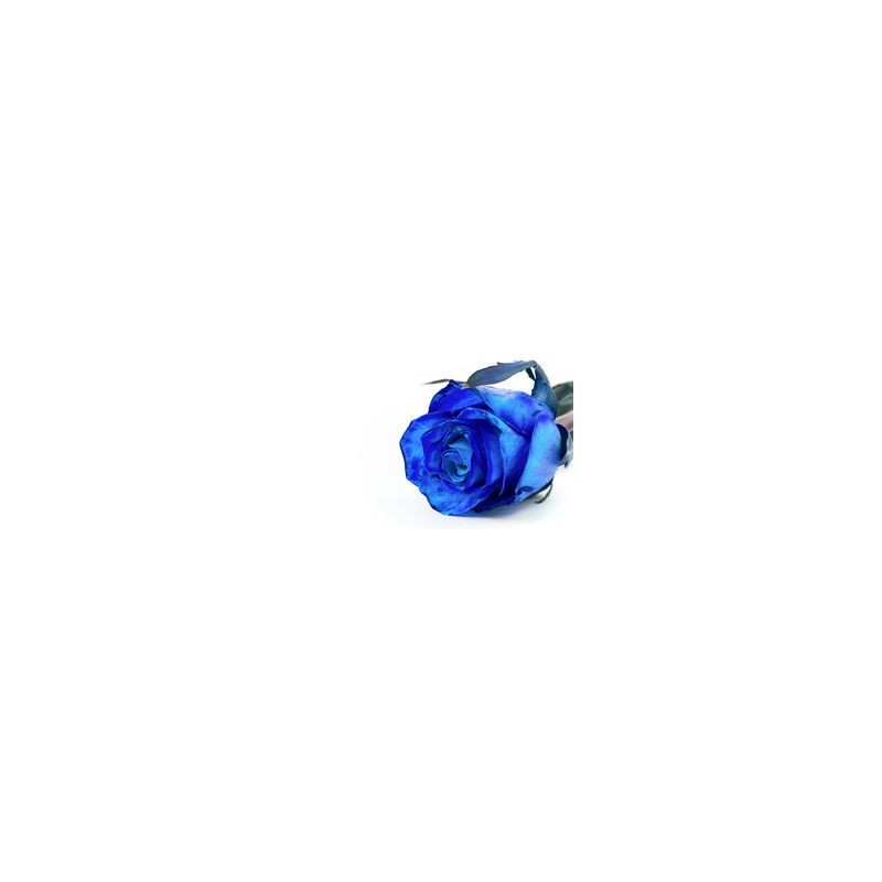 1 Pink Blue