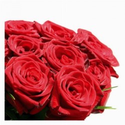 50 rose rosse in confezione
