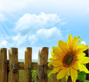 Consegna fiori a Roma: il girasole