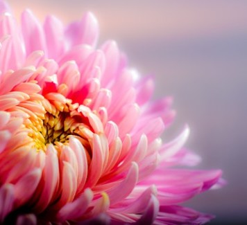Fiori a Roma: quale scegliere per fare un regalo?
