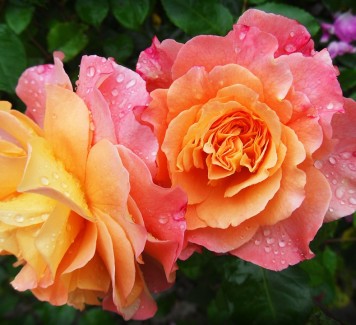 Spedire fiori a Roma: 5 colori per 5 messaggi diversi