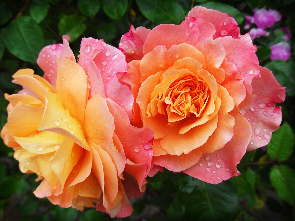 Spedire fiori roma