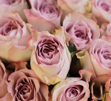 Regalo last minute? Scegli di spedire fiori che durano a lungo