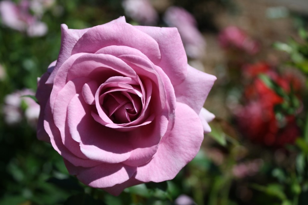Regalare fiori