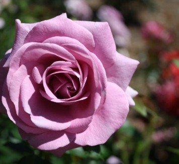 Regalare fiori ad una donna: quando evitarlo