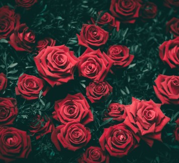 Qual è il numero di rose giusto quando si devono spedire fiori