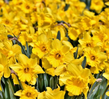 Spedire fiori a casa: quando la scelta è ispirata da un film