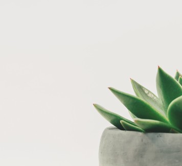 In quali casi è meglio regalare una pianta invece dei fiori