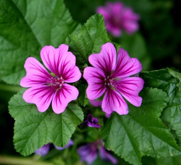 Fiori a domicilio Roma: scopri il fiore bello e benefico