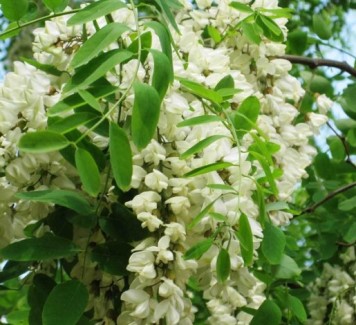 Fiori di Acacia: tanto belli quanto buoni!