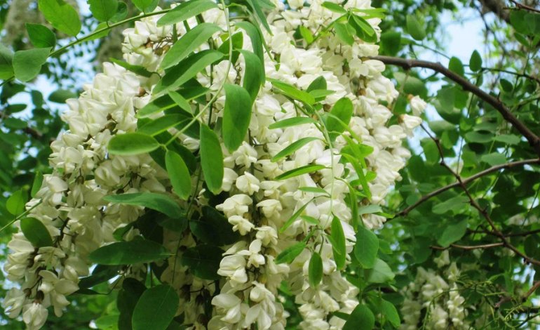 Fiori di Acacia