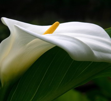 Spedire fiori Roma: il significato dei 3 fiori più richiesti