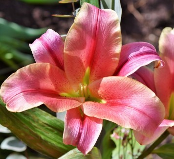 Fiori da appartamento: i migliori per la vostra casa