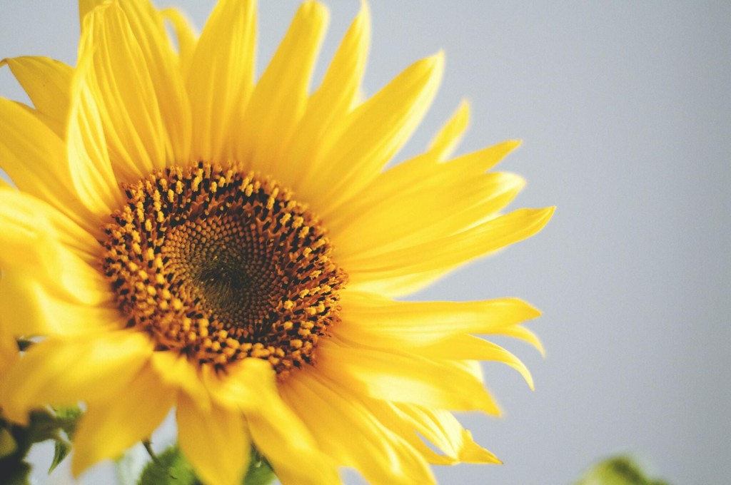 fiori a domicilio