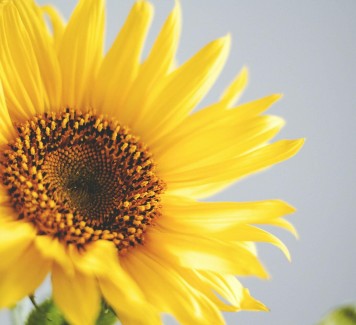 Comunicare emozioni regalando fiori a domicilio