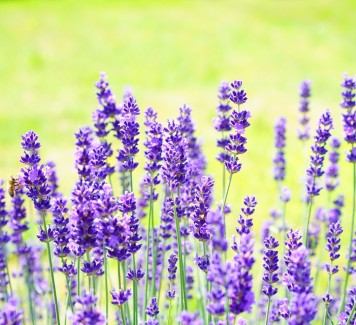 Fiori a Roma: perché scegliere la lavanda per le tue composizioni
