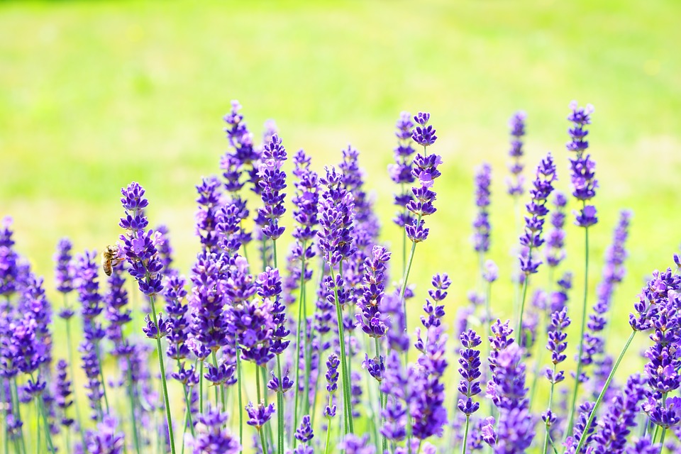 lavanda