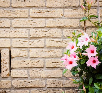 Spedire fiori a Roma: 5 piante da interni da regalare