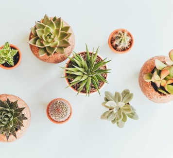 Consegna piante e fiori a Roma: hai mai pensato alle piante grasse?