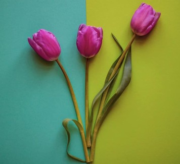 Fiori online Roma: conosci davvero il loro significato?