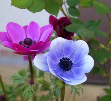 Anemoni, protagonisti di splendide composizioni floreali