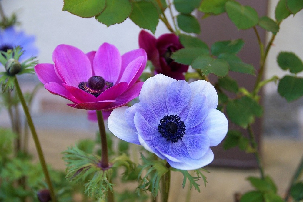 coltivare-gli-Anemoni