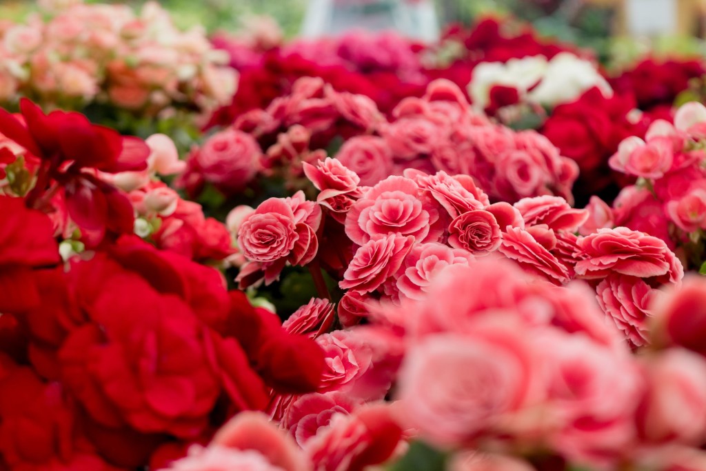 fiori da regalare per compleanno