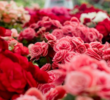 Quali fiori regalare per un compleanno secondo il galateo